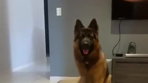 Genius dog listens all commands