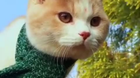 Cute cat and Funny animals