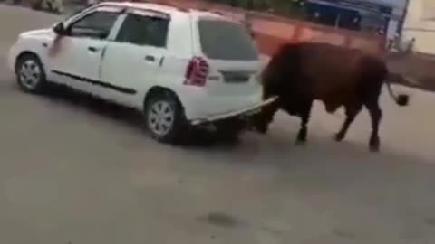 A bull.driving car 🐂🐂🐂