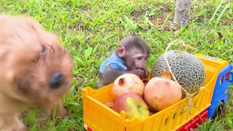 Monkey Baby Bip Bip and puppy harvest fruit in the garden