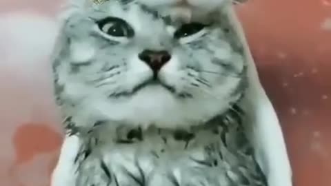 Soo Funny Cat Videos , Swim Time Funny