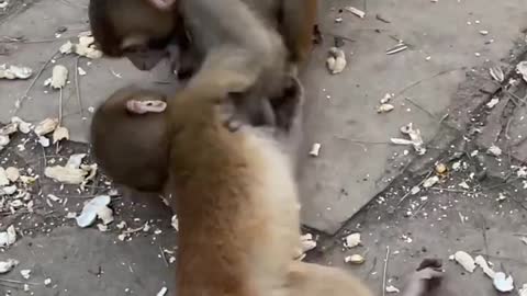 two monkeys playing with each other