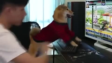 Dog.t don't disturb dog gaming