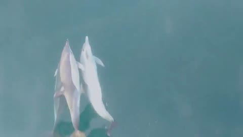 dolphin dancing