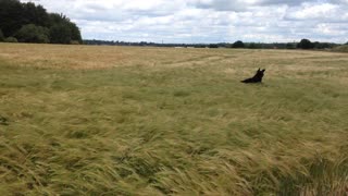 Dog beyond excited to be running through wheat field