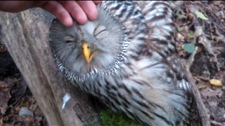 Wild Owl Loves Being Petted And Keeps Eyes Closed In Enjoyment