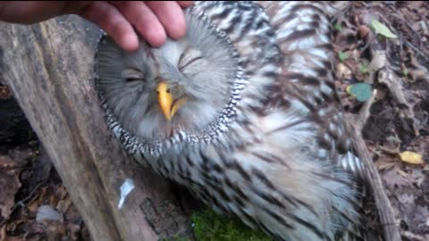 Wild Owl Loves Being Petted And Keeps Eyes Closed In Enjoyment