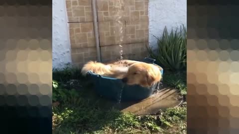 Dog in the jacuzzi ♥