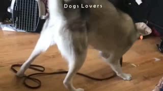 The Dog is trying to catch the laser in a crazy way
