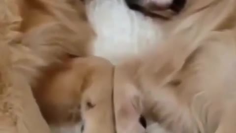 Cute dogs sleeping😴