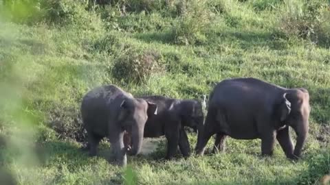 Family of elephants | elephant video | wildlife