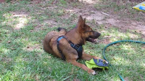 PUPPY IN THE GRASS