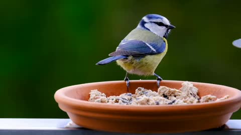 Beautiful birds eating their food