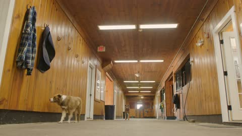 Two rural farm dogs make their rounds through horse stable barn