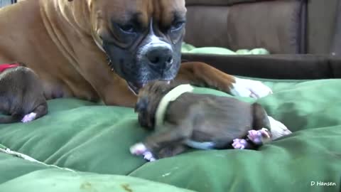 A Dog Has Amazing Birth While Standing