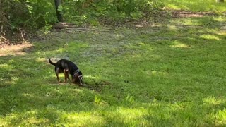 Beagle digging his way OUT