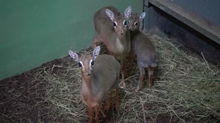 Adorable Baby Antelope Born In Spain Zoo During Lockdown