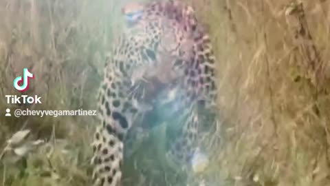 Pelea a vida o muerte entre dos leopardos.