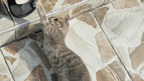 Cute cat play with my wife