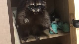 Russian Raccoon Needs Rescuing