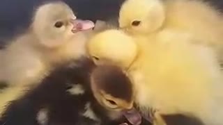Baby ducklings!