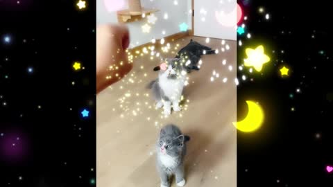 Perfect jump-Diary of Growing up Baby Cat