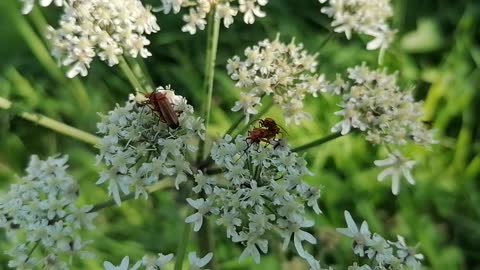 Insects mating on a flower