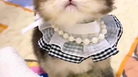 Funniest video 2024 funny cat 🐈