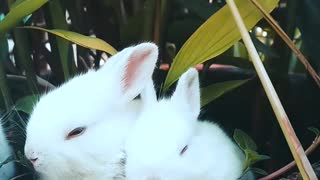 Oh how adorable these baby rabbits|refreshing to watch