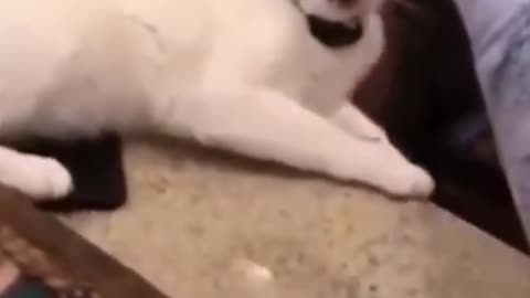 Cats funny movement 🤣🤣🤣🤣