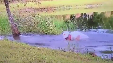 Florida Man Rescues Puppy From Alligator