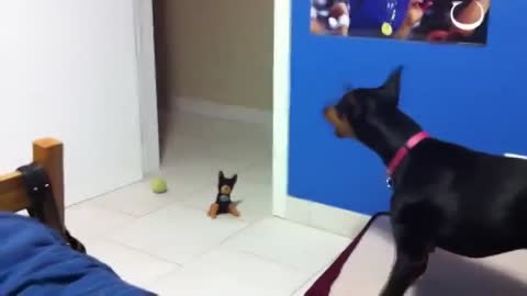 Doberman Dog Scared of Stuffed Toy