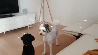 Funny Videos - Dog Play Date