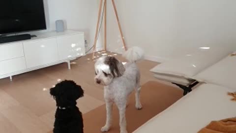 Funny Videos - Dog Play Date