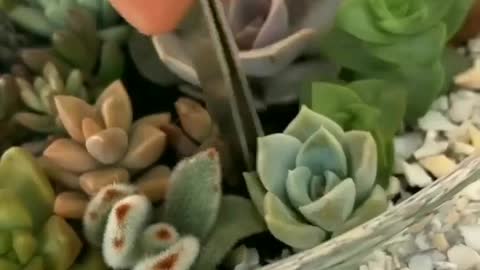Arrangement with succulents 2