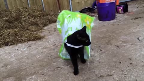 Cat is in the bag!