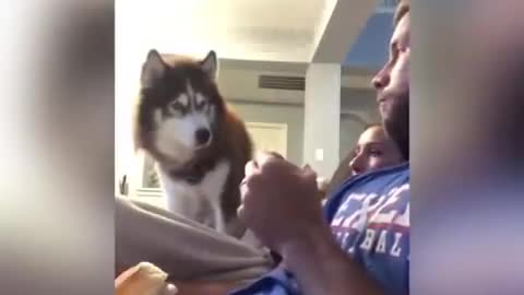 Husky knows he's supposed to get the last bite...