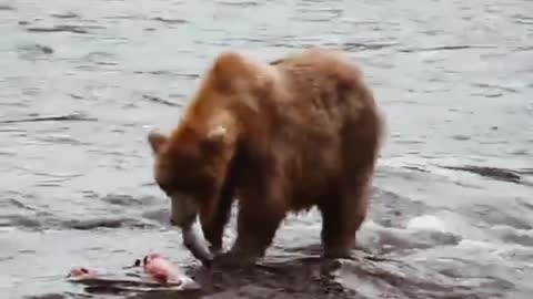 Bear Catching Fish | Bear video