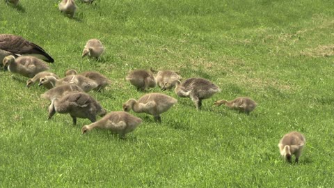 Baby Goose Walk