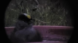 Gold crested sparrow bathing