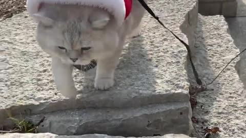 Santa cats 😀🐱