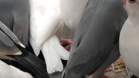 White Java Sparrow Singing and Chirping (Indoor)