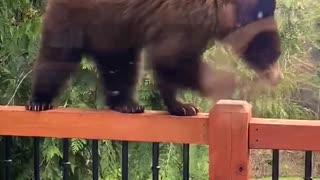 Young Bear Pays Porch a Visit