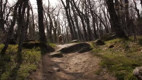 The longing for life should be accompanied by pets