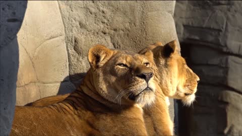 Love between a lion and a lioness