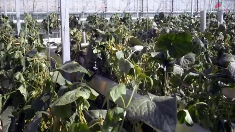 How To Grow 69 Millions Of Cucumbers In Greenhouse And Harvest - Modern Agriculture Technology