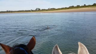 Dolphins and Horses Interact