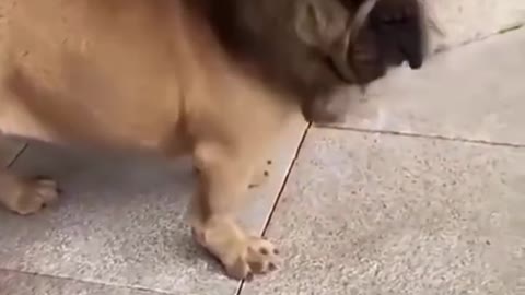 Dog funny short video