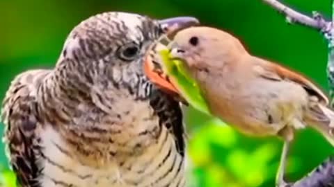 Birds Whatsapp status video🕊️ | bird video | Baby bird's videos | #shorts #animal #shortsforanimal