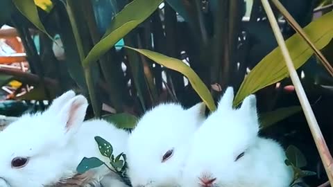 Funny little bunny